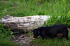 christine coons > Bluff Point, Groton - May 24, 2006 >  200605240007