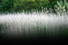 christine coons > Bluff Point, Groton - May 24, 2006 >  200605240015