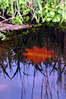 christine coons > Bluff Point, Groton - May 24, 2006 >  200605240018