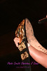 christine coons > 09 Jimmy Jact Cash vs Ricky Morton >  20080119PHW000720