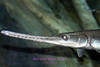 christine coons > Georgia Aquarium - June 7, 2008 >  200806070007