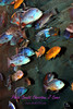 christine coons > Georgia Aquarium - June 7, 2008 >  200806070009